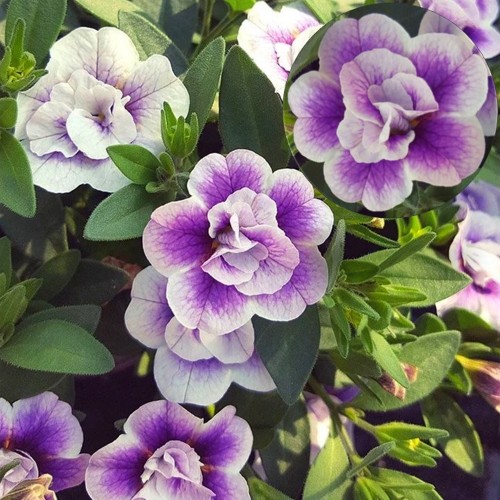 Calibrachoa Calita® Double 'Blue Bicolor' - Puispetuunia Calita® Double 'Blue Bicolor'